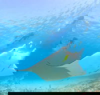Marine Eco Safari - Swim with Manta Rays - VIC Tourism