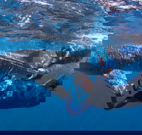 Whale Shark Safari - VIC Tourism