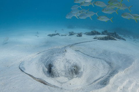 Coral Bay 3-Hour Turtle Ecotour - VIC Tourism 2