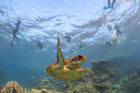 Coral Bay 3-Hour Turtle Ecotour - VIC Tourism 4