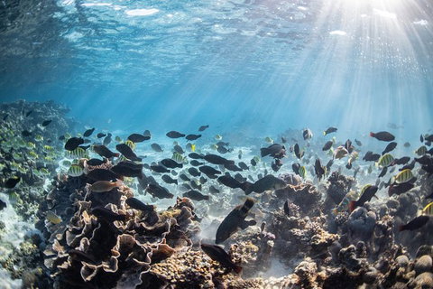 Coral Bay 3-Hour Turtle Ecotour - VIC Tourism 5