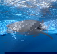 Whale Shark Adventure Tour - VIC Tourism