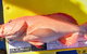 Geraldton Fishing Charter - thumb 13