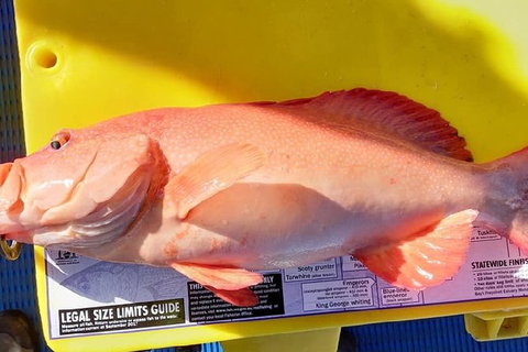 Geraldton Fishing Charter - VIC Tourism 13