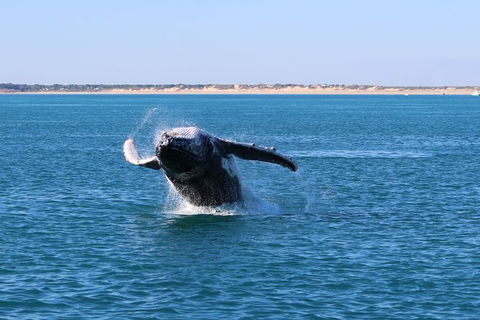 AOC Broome Whale Watching - VIC Tourism 3