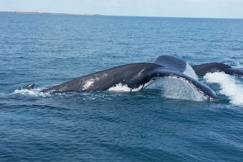 AOC Broome Whale Watching - VIC Tourism 1