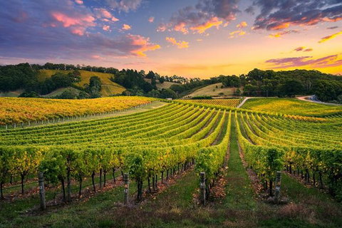 Swan Valley Sunset Wine Tour - Premium Small Group Tour - VIC Tourism 0