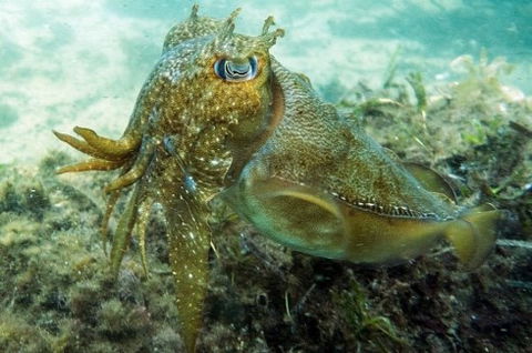Busselton Jetty & Underwater Observatory Tour - VIC Tourism 4