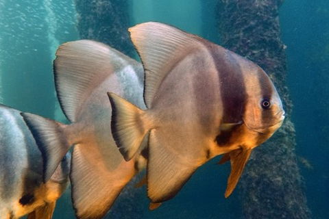 Busselton Jetty & Underwater Observatory Tour - VIC Tourism 5