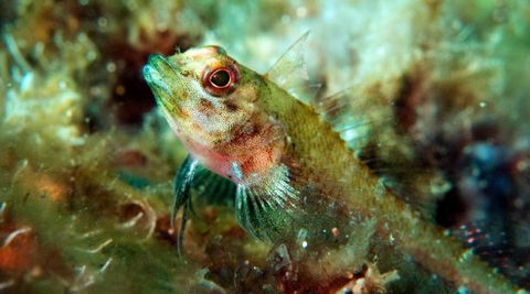 Busselton Jetty & Underwater Observatory Tour - VIC Tourism 7