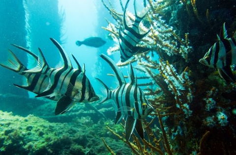 Busselton Jetty & Underwater Observatory Tour - VIC Tourism 8