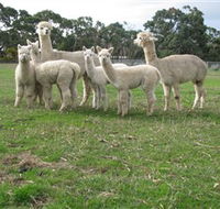 Blackgate Lodge Alpaca Stud - VIC Tourism