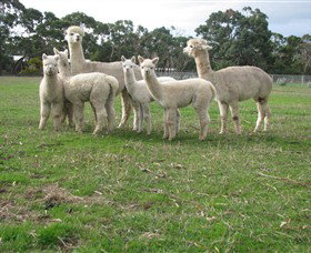 Blackgate Lodge Alpaca Stud - VIC Tourism 0