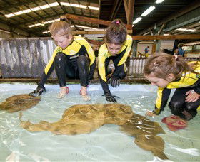Australian Shark And Ray Centre - VIC Tourism 0