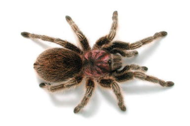 Melbourne Museum - VIC Tourism 0