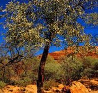 Mt Romance Australia Pty Ltd - VIC Tourism