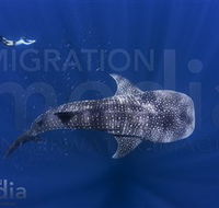 Migration Media - VIC Tourism