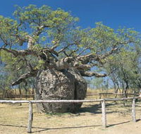 Boab Prison Tree - VIC Tourism