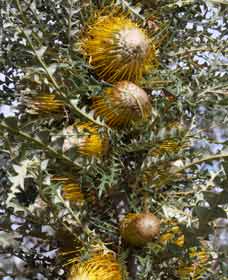 Hillside WA VIC Tourism