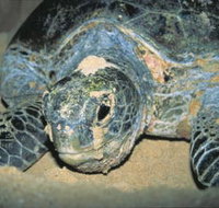 Turtle Nesting Season - VIC Tourism