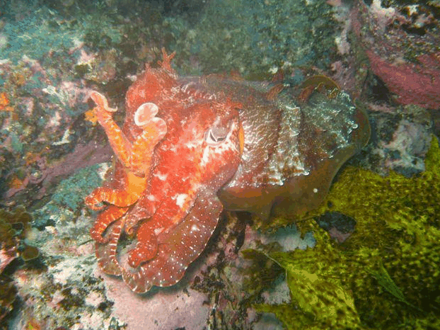 Jervis Bay Dive Charters - VIC Tourism 0