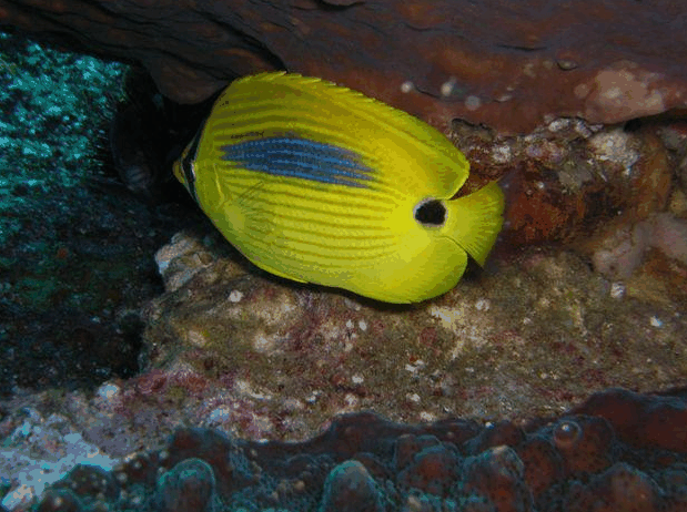 Jervis Bay Dive Charters - VIC Tourism 1