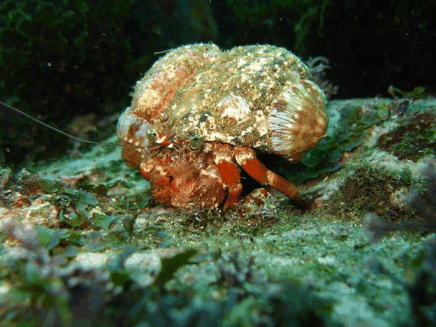 Jervis Bay Dive Charters - VIC Tourism 2