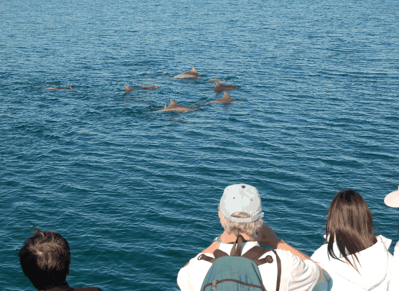 Dolphin Wild Cruises - VIC Tourism 3
