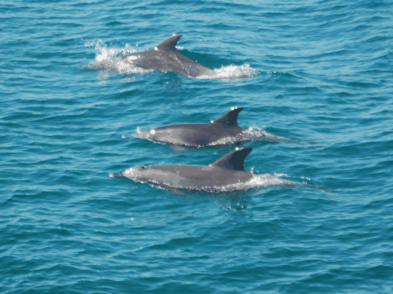 Dolphin Wild Cruises - VIC Tourism 5