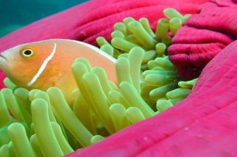 Great Adventures Reef And Green Island Cruises - VIC Tourism 2