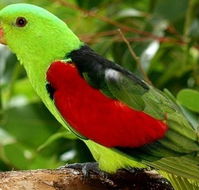 Birdworld Kuranda - VIC Tourism
