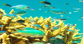 Reef Jet Cruises - VIC Tourism 4