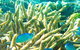 Reef Jet Cruises - thumb 5