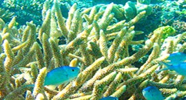Reef Jet Cruises - VIC Tourism 5