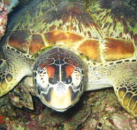 Adrenalin Snorkel and Dive - VIC Tourism