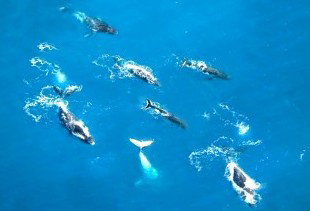 Air Whitsunday Seaplanes - VIC Tourism 2