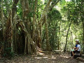 The Airlie Creek Track - VIC Tourism 0