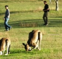 Araucaria Ecotours - VIC Tourism