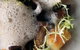 Mondo Organics Restaurant - thumb 3