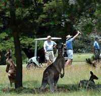 Glen Innes Golf Club - VIC Tourism