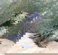 Bathurst Arts Trail - VIC Tourism