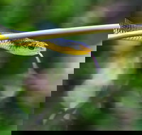 Be Welcomed by Wildlife at the Australian Wildlife Sanctuary - VIC Tourism