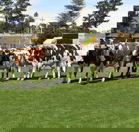 Brighton Show - VIC Tourism