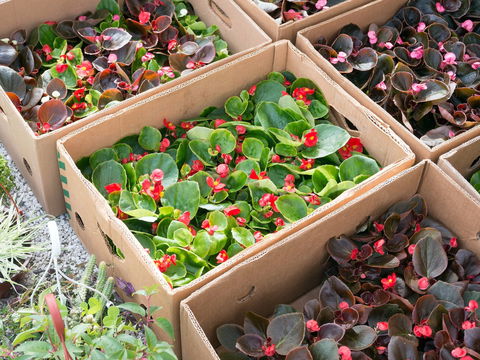 Iluka Markets - VIC Tourism 2