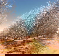 Mallee Almond Blossom Festival - VIC Tourism