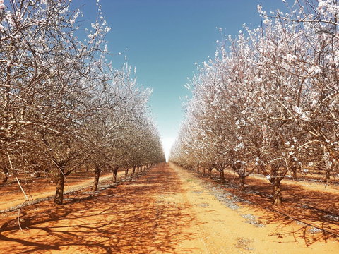 Mallee Almond Blossom Festival - VIC Tourism 0