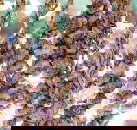 Meeniyan Garlic Festival - VIC Tourism