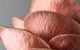 Mushroom Growing Masterclass - thumb 0