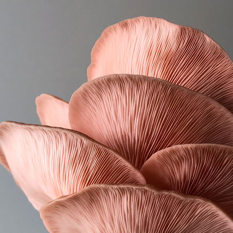 Mushroom Growing Masterclass - VIC Tourism 0