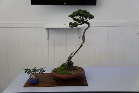Wauchope Bonsai Workshop Group - VIC Tourism 0